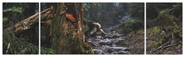 Obraz - V lese (170x50 cm)