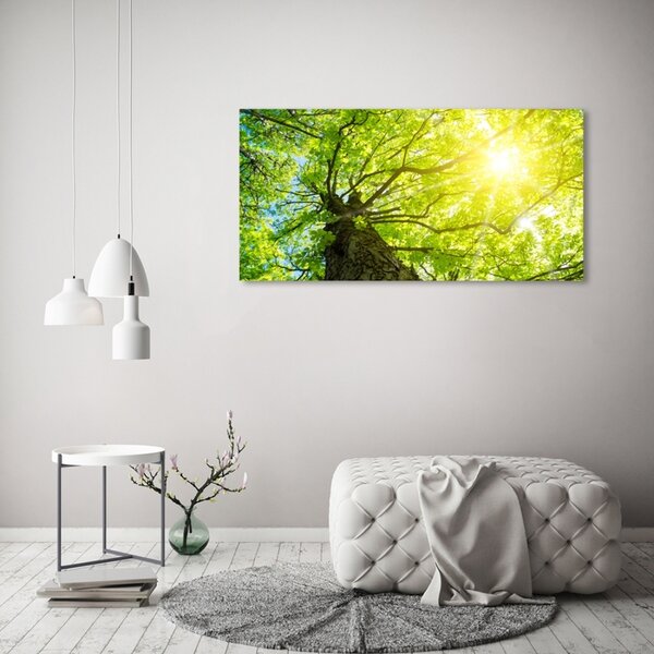 Foto obraz fotografie na skle Kaštan jaro osh-81707867