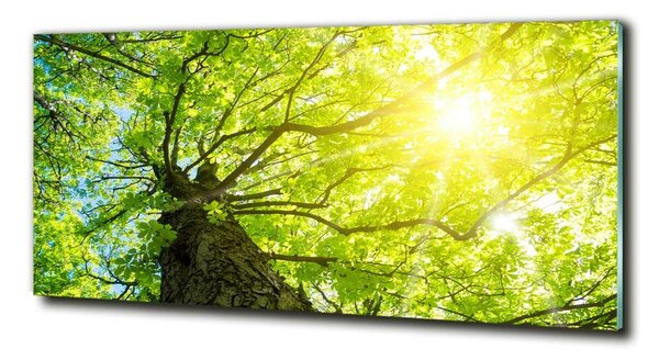 Foto obraz fotografie na skle Kaštan jaro osh-81707867