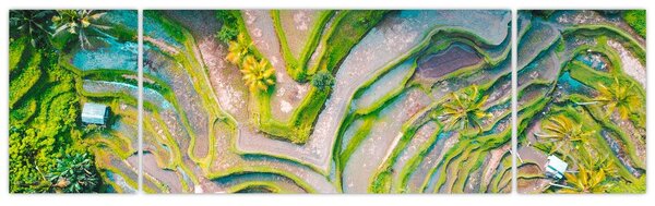 Obraz rýžových polí z ptačí perspektivy (170x50 cm)