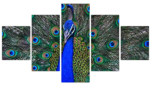 Obraz - Páv (125x70 cm)
