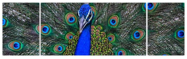 Obraz - Páv (170x50 cm)