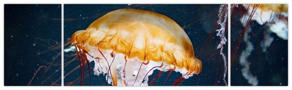 Obraz medůzy (170x50 cm)
