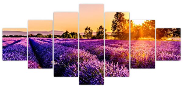 Obraz levandulového pole, Provence (210x100 cm)