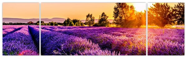Obraz levandulového pole, Provence (170x50 cm)
