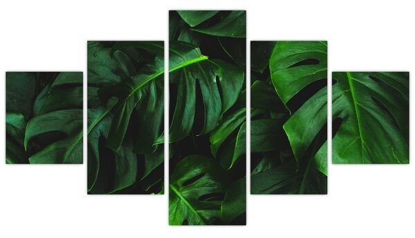 Obraz listů Monstery (125x70 cm)