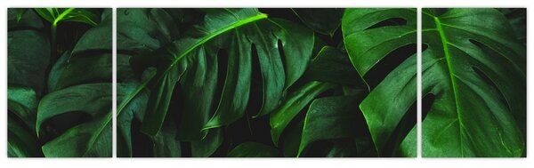 Obraz listů Monstery (170x50 cm)
