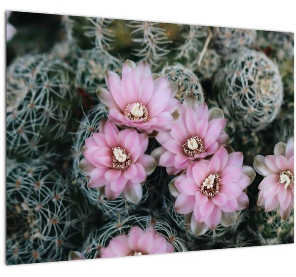 Obraz květ kaktusu (70x50 cm)