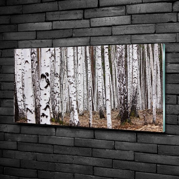 Fotoobraz na skle Bříza osh-83058512
