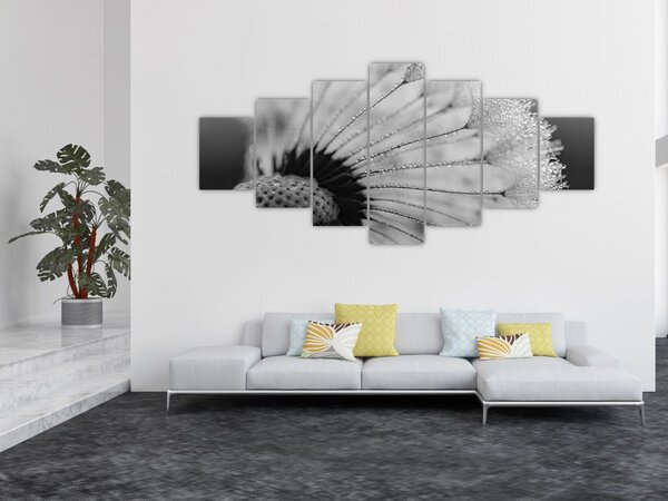 Obraz pampelišky - černobílý (210x100 cm)