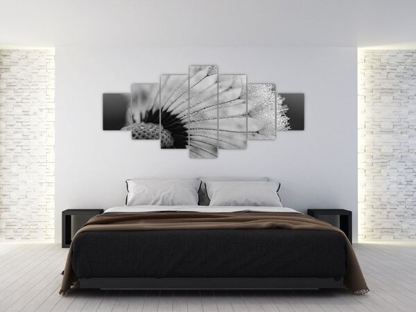 Obraz pampelišky - černobílý (210x100 cm)