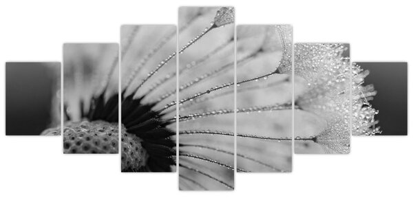 Obraz pampelišky - černobílý (210x100 cm)