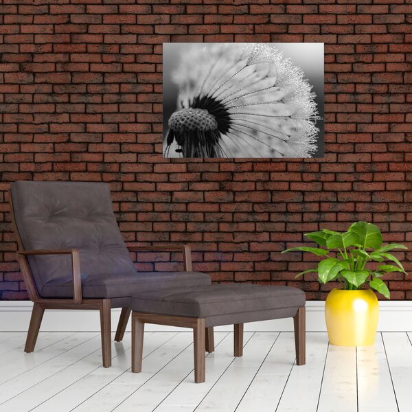 Obraz pampelišky - černobílý (70x50 cm)