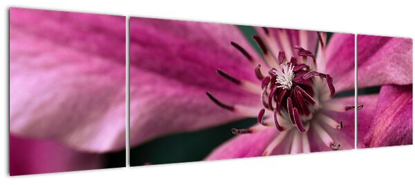 Obraz růžového květu Plaménku (170x50 cm)