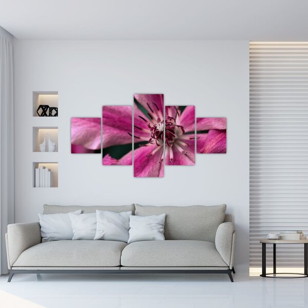 Obraz růžového květu Plaménku (125x70 cm)