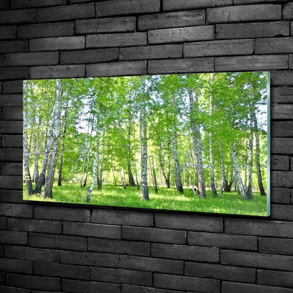 Foto-obraz fotografie na skle Břízy osh-84161268