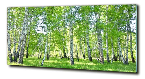 Foto-obraz fotografie na skle Břízy osh-84161268