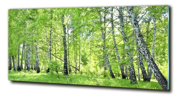 Foto obraz fotografie na skle Břízový les osh-84161730