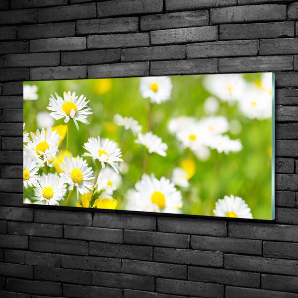 Foto obraz fotografie na skle Sedmikrásky osh-84307575