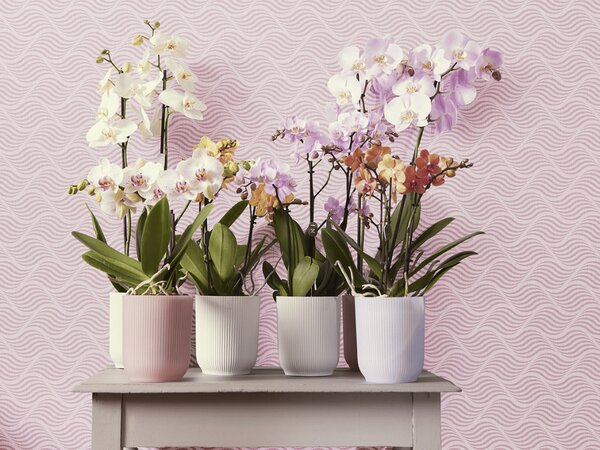 Obal Vibes Fold Orchid High 12,5 cm, růžová
