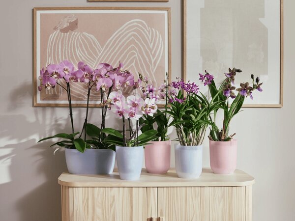 Obal Vibes Fold Orchid High 12,5 cm, růžová