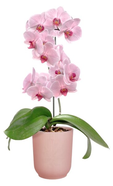 Obal Vibes Fold Orchid High 12,5 cm, růžová