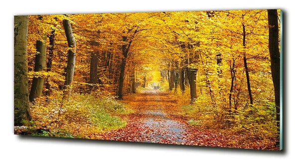 Fotoobraz na skle Podzimní les osh-86844242