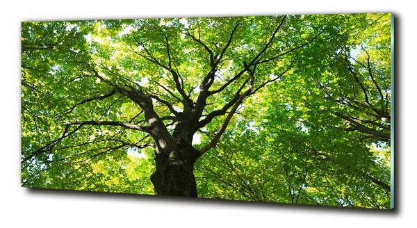 Foto-obraz fotografie na skle Zelený les osh-86959394