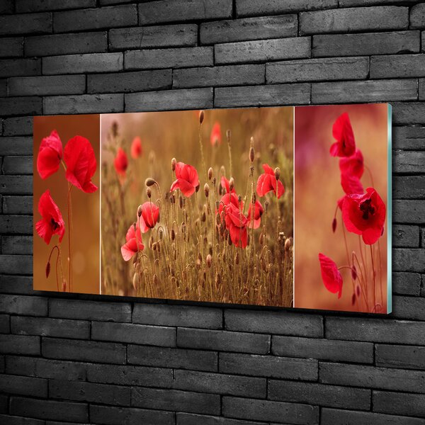 Foto-obrah sklo tvrzené Máky triptych osh-87059818