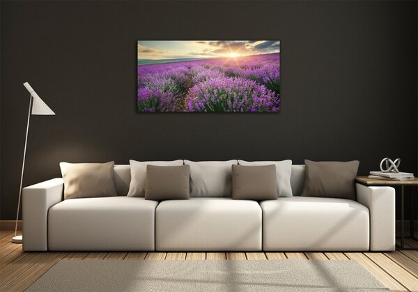 Foto obraz sklo tvrzené Pole levandule osh-88269062