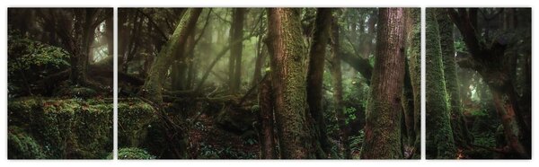 Obraz - Tajemný les (170x50 cm)