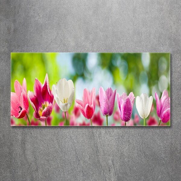 Fotoobraz na skle Tulipány osh-88763928