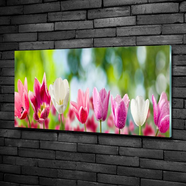 Fotoobraz na skle Tulipány osh-88763928
