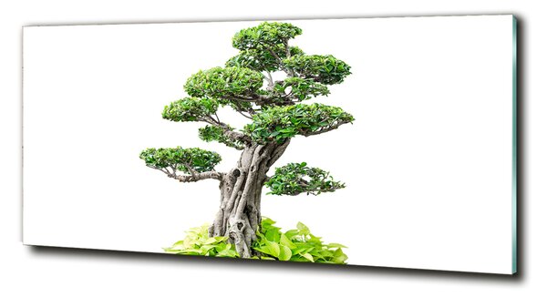 Foto obraz sklo tvrzené Bonsai osh-88907159