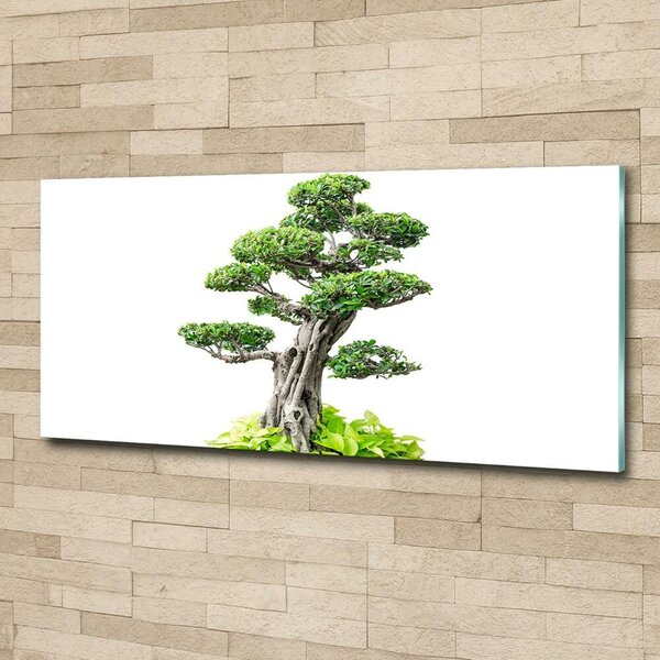 Foto obraz sklo tvrzené Bonsai osh-88907159