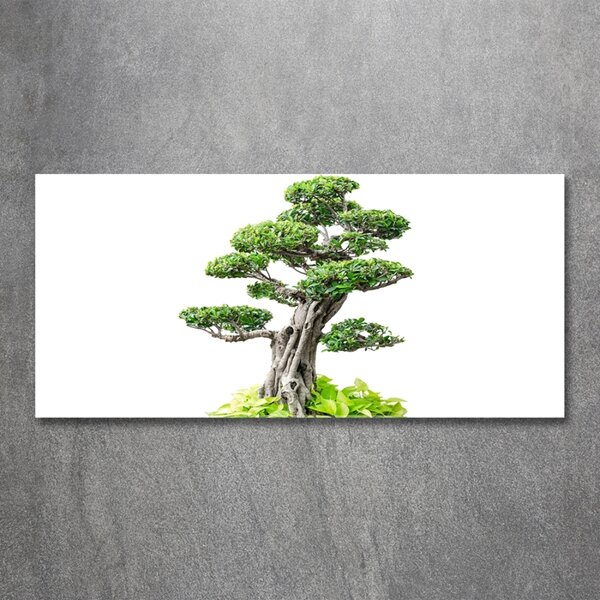 Foto obraz sklo tvrzené Bonsai osh-88907159