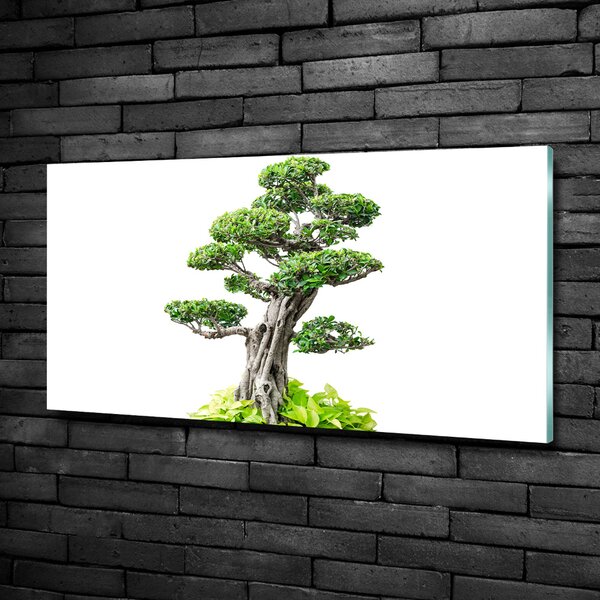 Foto obraz sklo tvrzené Bonsai osh-88907159