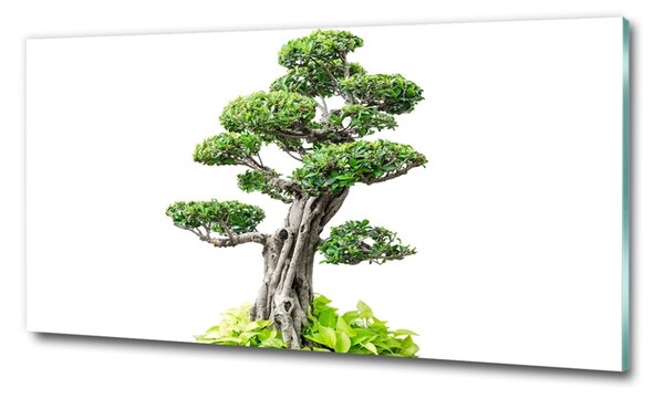 Foto obraz sklo tvrzené Bonsai osh-88907159