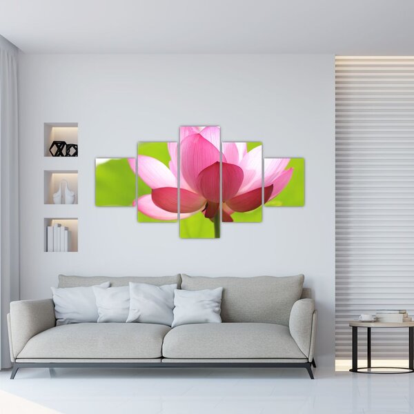 Obraz květu Lotusu (125x70 cm)