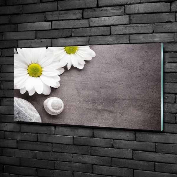 Foto obraz fotografie na skle Gerbera osh-89978317