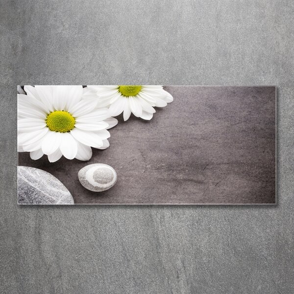 Foto obraz fotografie na skle Gerbera osh-89978317