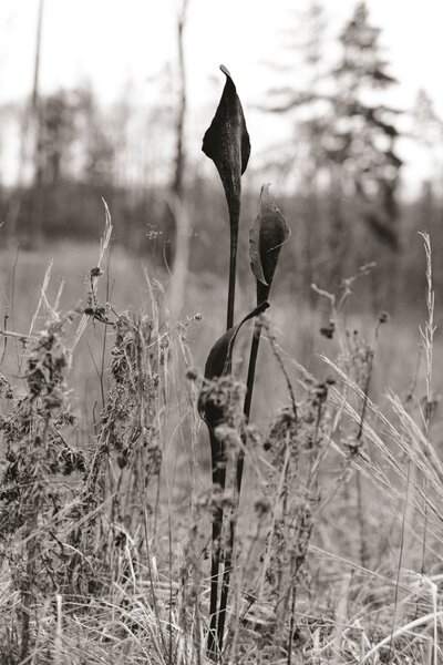 Kovaná květina "Calla"