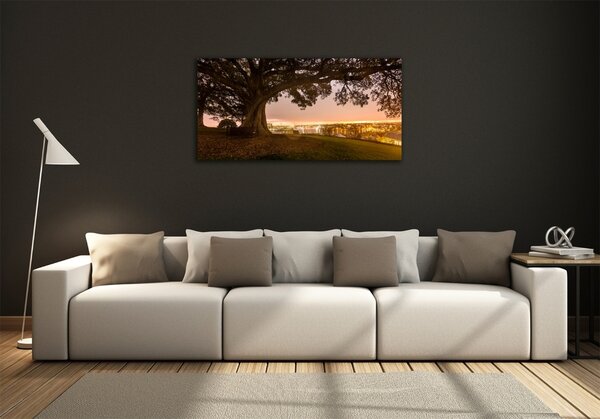 Foto obraz sklo tvrzené Starý strom osh-90219521