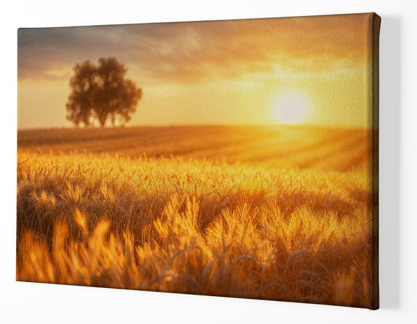 Obraz na plátně - Obilí zlátne a slunko zapadá FeelHappy.cz Velikost obrazu (šířka x výška): 40 x 30 cm