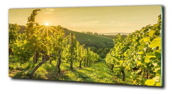 Foto obraz skleněný horizontální Vinice osh-90317015