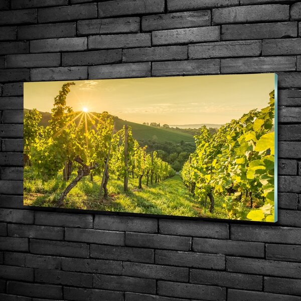 Foto obraz skleněný horizontální Vinice osh-90317015