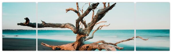 Obraz - Vyplaveno na pláži (170x50 cm)