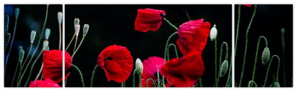 Obraz - Tanec vlčích máků (170x50 cm)
