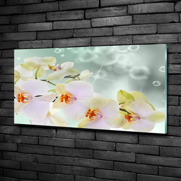 Foto obraz fotografie na skle Bílá orchidej osh-91133337