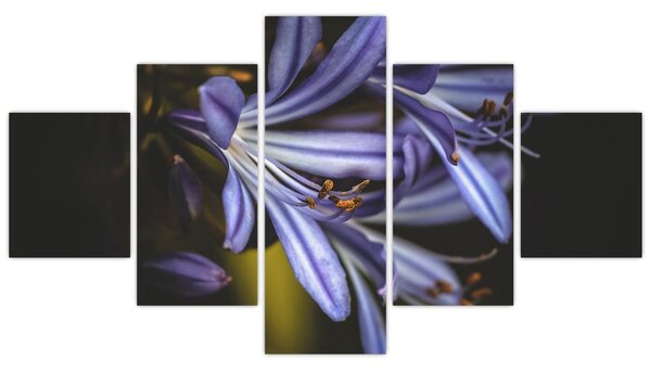 Obraz - Lila (125x70 cm)